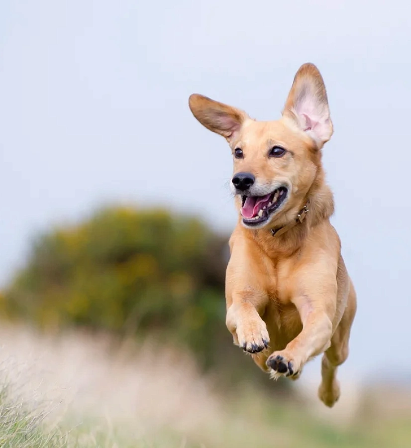 Royal Canin внедрила Microsoft Dynamics NAV с помощью Odyssey Consulting Group