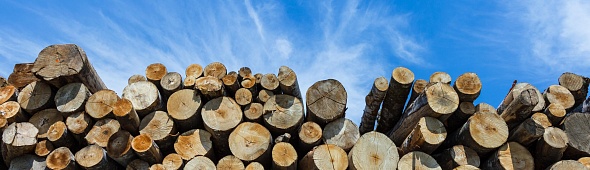 Решения Odyssey Consulting Group для оптимизации деревообрабатывающего бизнеса